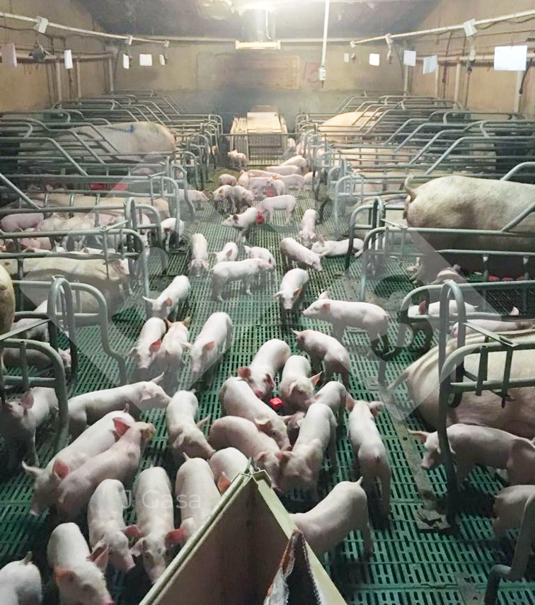 Which issue has the best affect on completing pig productiveness? – Articles